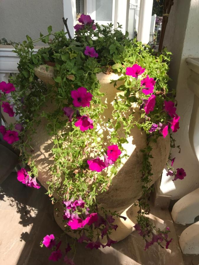 Guesthouse Oaza Emi Dobra Voda Kültér fotó